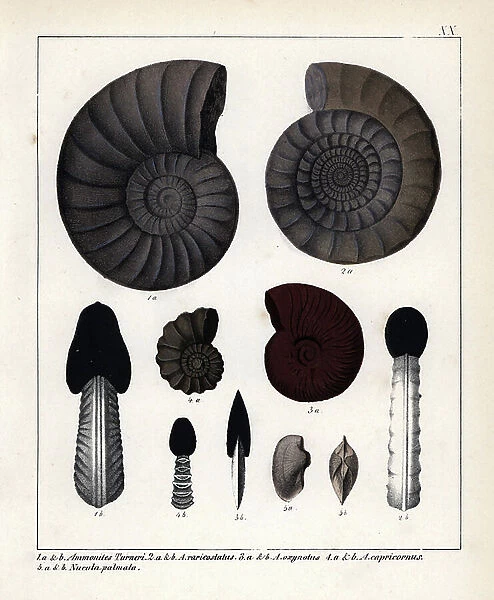 Fossils of encephalopods (extinct species): Ammonites Turneri, A. raricostatus, A. oxynotus, A. capricornus, and Nucola palmata. Lithographie in Petrefactenbuch (Book of Petrification) by Dr