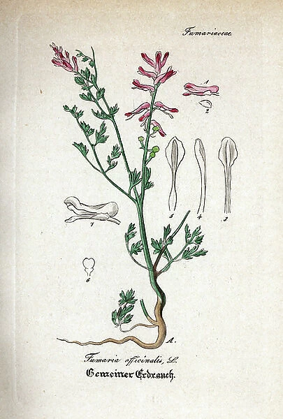 Fumitory, Fumaria officinalis. Handcoloured copperplate engraving from Dr. Willibald Artus Hand-Atlas sammtlicher mediinisch-pharmaceutischer Gewachse, (Handbook of all medical-pharmaceutical plants), Jena, 1876