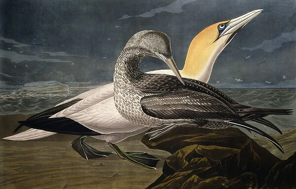 Gannets, from Birds of America, engraved by Robert Havell (1793-1878