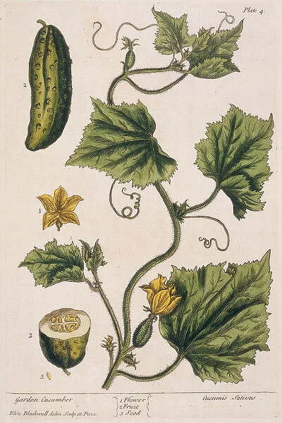 Garden Cucumber, plate 4 from A Curious Herbal
