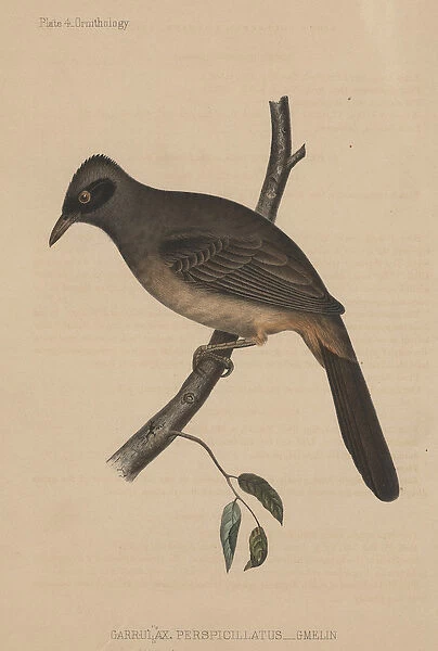 Garrulax Perspicillatus (Gmelin), 1855 (colour litho)