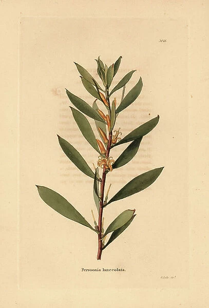 Geebung or snottygobby, Persoonia lanceolata. Handcoloured copperplate engraving by George Cooke from Conrad Loddiges Botanical Cabinet, Hackney, 1817