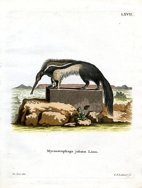 Giant Anteater (coloured engraving)