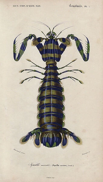 Giant mantis shrimp. Giant mantis shrimp (Squilla maculata). Handcolored engraving by Pretre from Charles d'Orbigny's 'Universal Dictionary of Natural History' 1849