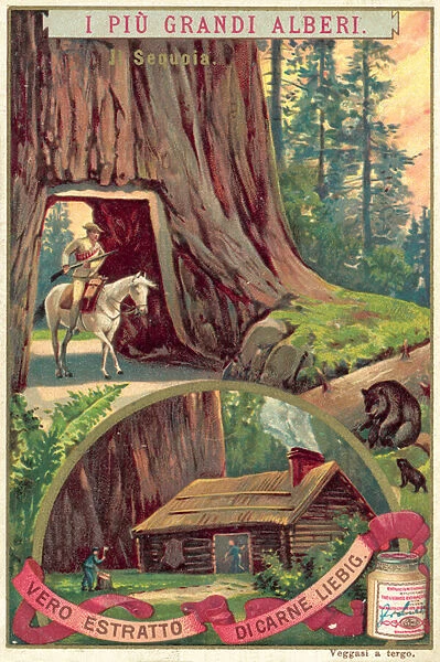 Giant Sequoia tree (chromolitho)