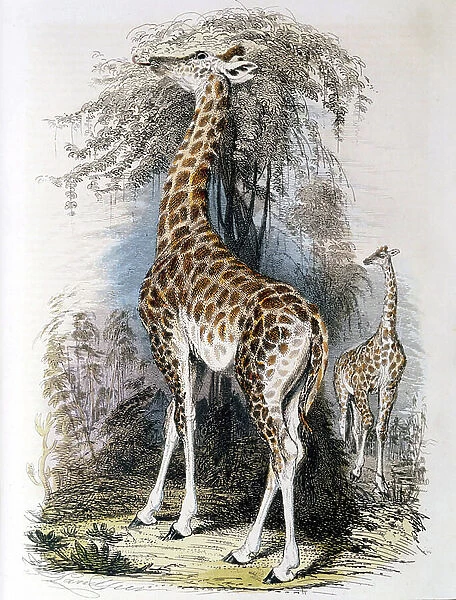 Giraffe browsing on tree. Hand-coloured engraving published 1836