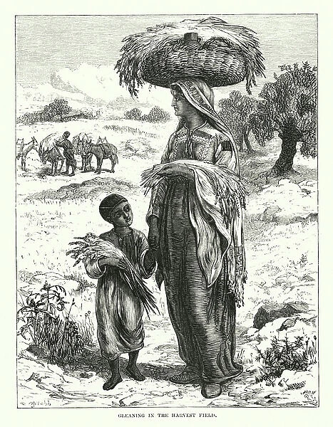 Gleaning in the harvest field (engraving)