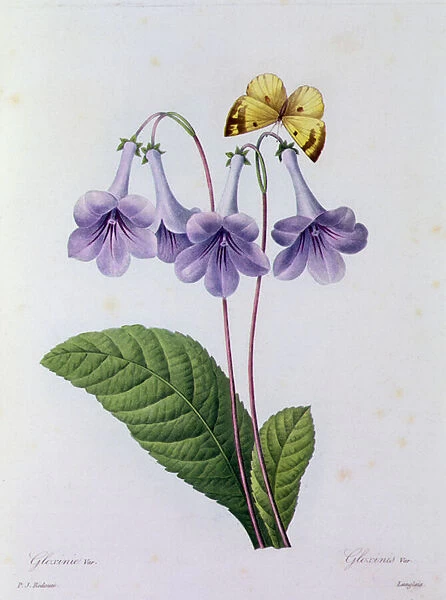 Gloxinia (coloured engraving)