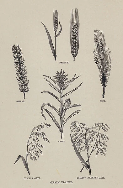 Grain plants (litho)