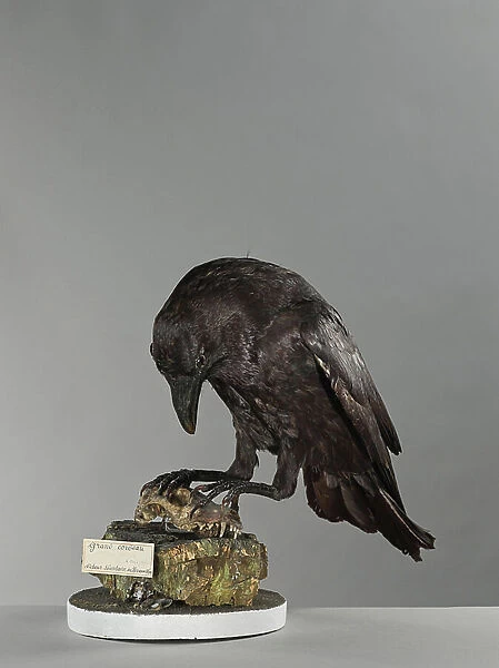 Grand raven (Corvus corax) - common raven or northern raven - Museum d'histoire naturelle de Marseille