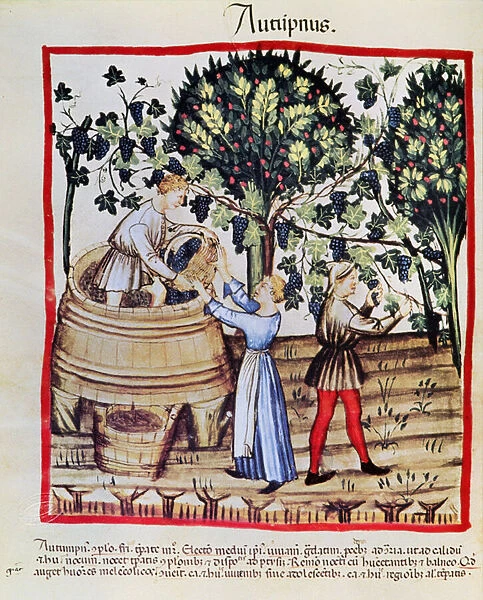 The Grape Harvest (vellum) from Tacuinum Sanitatis
