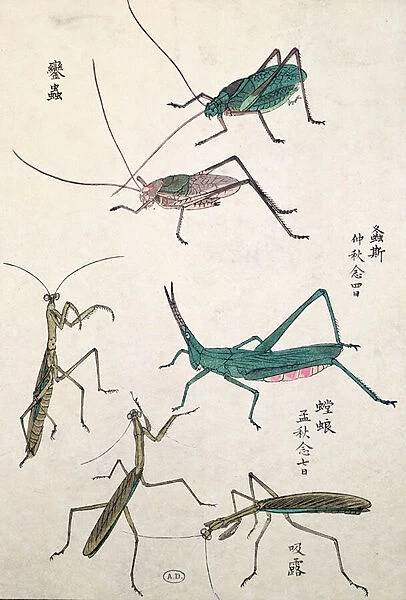 Grasshoppers and Mantises (colour woodblock print)