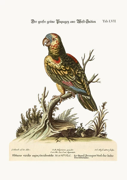 The Great Green Parrot, from the West-Indies, 1749-73 (coloured engraving)