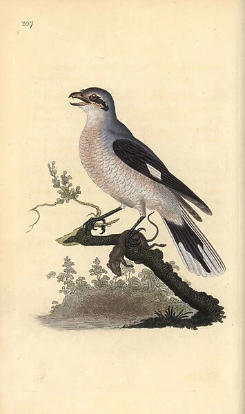 Great grey shrike (female), Lanius excubitor. Handcoloured copperplate drawn and engraved by Edward Donovan from his own 'Natural History of British Birds, 'London, 1794-1819