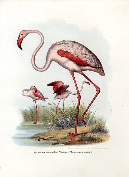 Greater Flamingo, 1864 (colour litho)