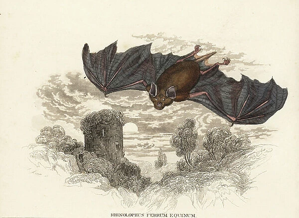 Greater horseshoe bat, Rhinolophus ferrumequinum. Handcoloured steel engraving from Georg Friedrich Treitschke's Gallery of Natural History, Naturhistorischer Bildersaal des Thierreiches, Liepzig-1842