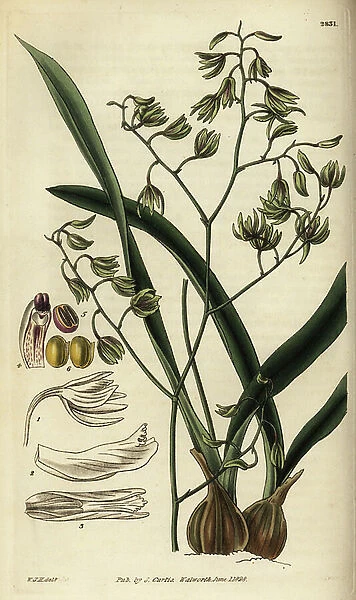 Green-flowered encyclia orchid. Handcoloured copperplate engraving by Swan after an illustration by William Jackson Hooker from Samuel Curtis Botanical Magazine, London, 1828