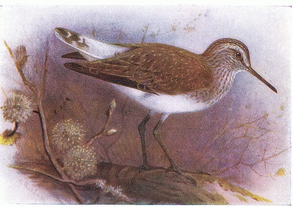 Green Sandpiper, from Birds of the British Isles and Their Eggs published by Frederick