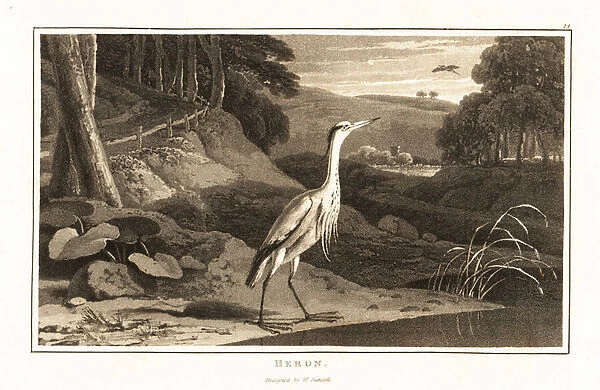 Grey heron near a river in a hilly wood. 1807 (aquatint)