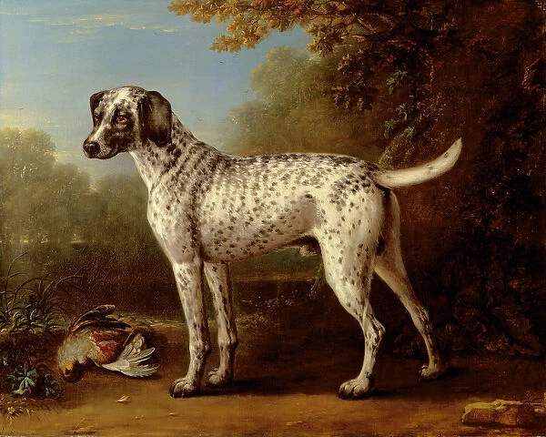 Grey spotted hound, 1738 (oil on canvas)