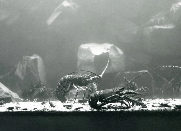 A group of crayfish  /  freshwater lobsters at London Zoo in March 1925 (b  /  w photo)