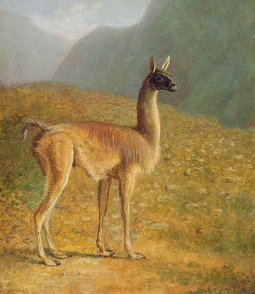 Guanaco, c. 1848 (oil on canvas)