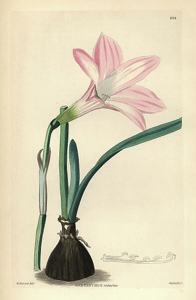 Habranthe robustus - Brazilian copperlily or robust habranth, Habranthus robustus. Handcoloured copperplate engraving by Weddell after W. Herbert from John Lindley and Robert Sweet's Ornamental Flower Garden and Shrubbery, G. Willis, London, 1854