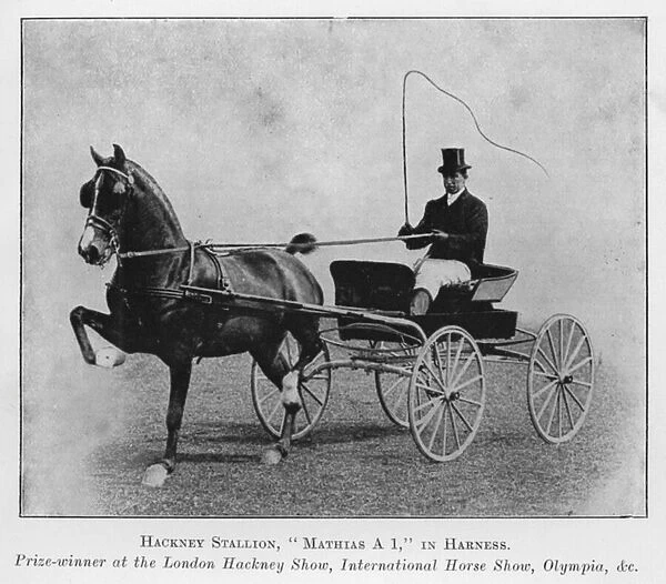 Hackney Stallion, Mathias A 1, in Harness, Prize-winner at the London Hackney Show, International Horse Show, Olympia, etc (b  /  w photo)