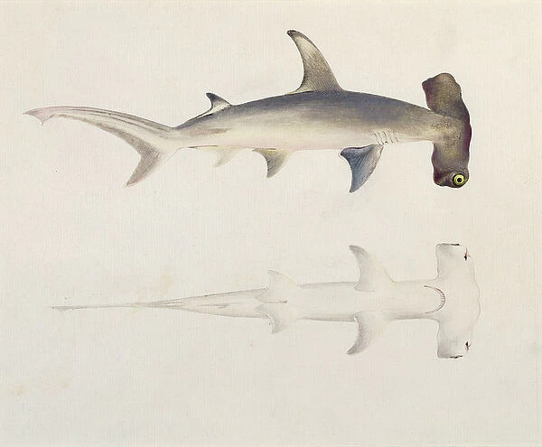 A Hammer-headed Shark, Loheia, formerly attributed to James Bruce (1730-94) (w  /  c