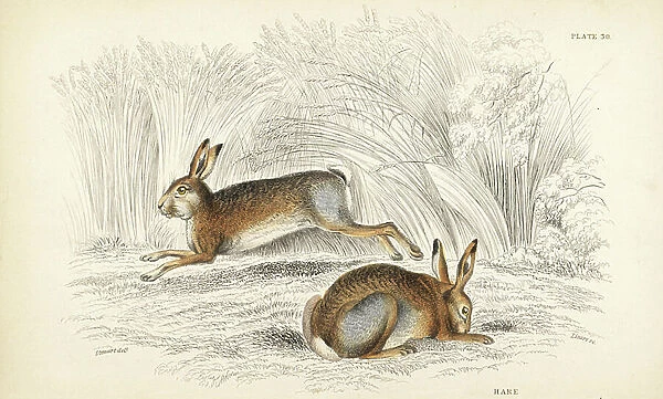 Hare, Lepus shy. Handcoloured steel engraving by Lizars after an illustration by James Stewart from William Jardine's Naturalist's Library, Edinburgh, 1836