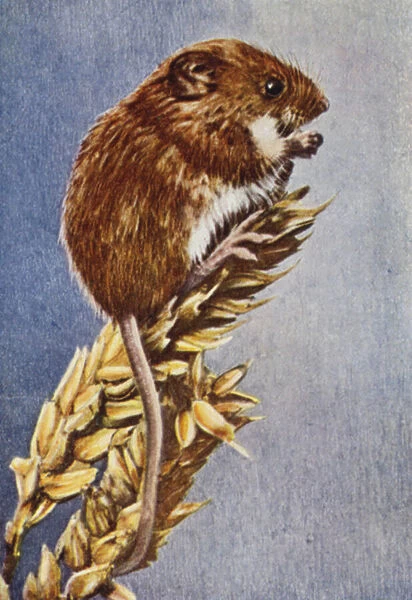 Harvest Mouse, enlarged, Micromys minutus (coloured photo)