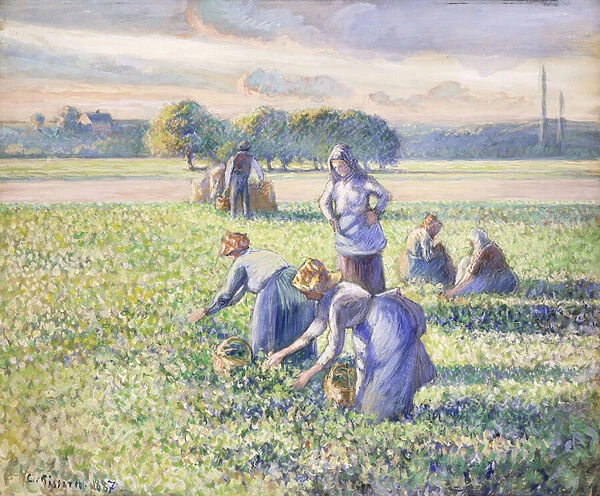 The Harvest of Peas, 1887 (gouache on paper)