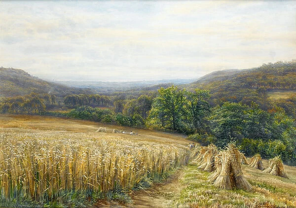 Harvest Time near Ashburton, 1884 (w  /  c & gouache on paper)