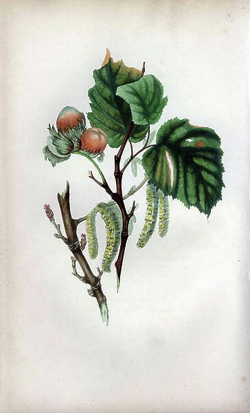 Hazel branch with fruit Hazel tree with male catkins, female buds and nuts, Corylus avellana. Handcoloured botanical illustration drawn from nature by Mrs. Rebecca Hey from her own 'Spirit of the Woods,' London, Longman, Rees, 1837