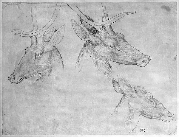 Two heads of stags, one head of a doe, from the The Vallardi Album (pen & ink on paper)