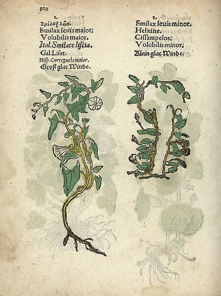 Hedge bindweed, Calystegia sepium. Handcoloured woodblock engraving of a botanical illustration from Adam Lonicer's Krauterbuch, or Herbal, Frankfurt, 1557