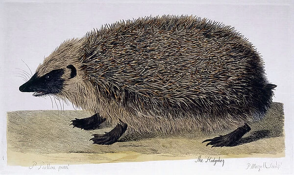 The Hedgehog, 1761-1766 (hand-coloured etching)