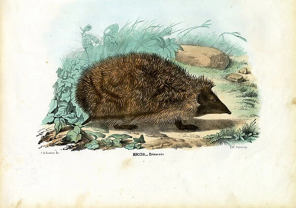 Hedgehog, 1863-79 (colour litho)
