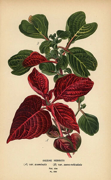 Herbsts bloodleaf varieties, Iresine herbstii a) var. acuminata, b) var. aureo-reticulata. Chromolithograph from an illustration by Desire Bois from Edward Steps Favourite Flowers of Garden and Greenhouse, Frederick Warne, London, 1896