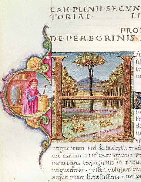 Historiated initial H depicting a landscape and an apothecary, from the Naturalis Historia by Pliny the Elder (vellum)
