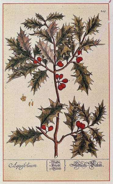 Holly from A Curious Herbal, 1782