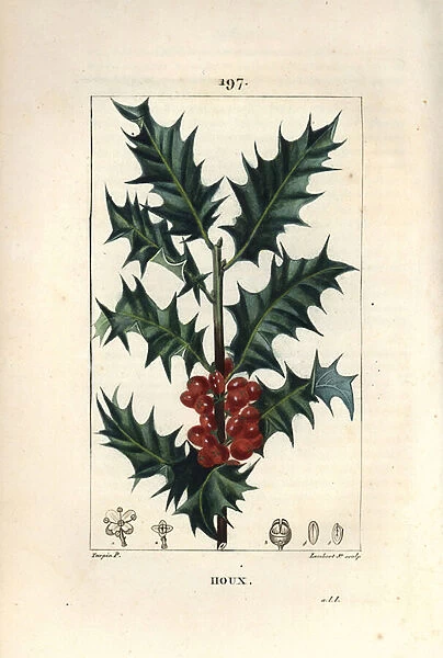 Holly - Holly, Ilex aqualifolium, with prickly leaves and red berries. Handcoloured stipple copperplate engraving by Lambert Junior from a drawing by Pierre Jean-Francois Turpin from Chaumeton