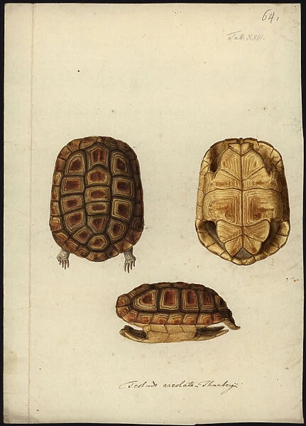 Homopus areolatus, before 1792 (w  /  c on paper)