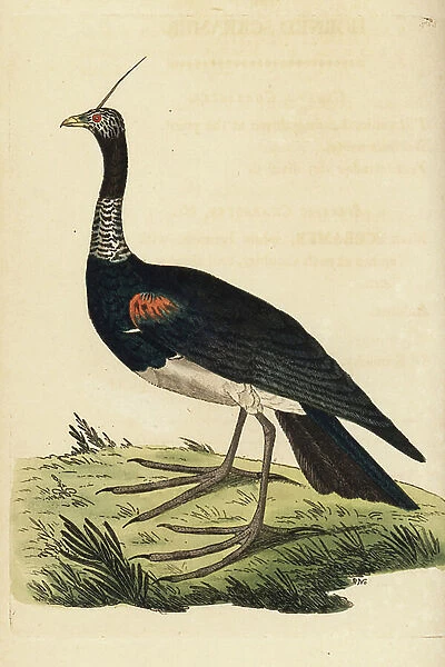 Horned screamer, Anhima cornuta (Palamadea cornuta). Illustration drawn and engraved by Richard Polydore Nodder. Handcoloured copperplate engraving from George Shaw and Frederick Nodder's The Naturalist's Miscellany, London, 1802