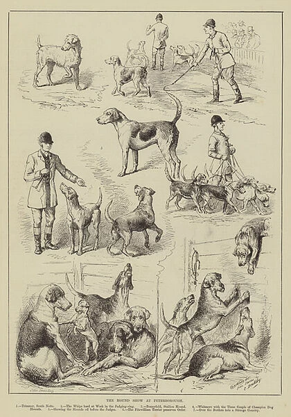 The Hound Show at Peterborough (engraving)