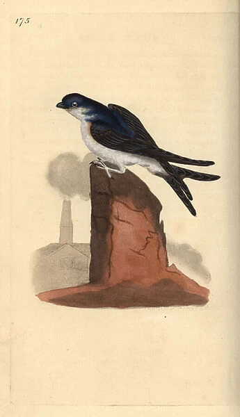 House martin, Delichon urbicum, perched on top of a chimney. Handcoloured copperplate drawn and engraved by Edward Donovan from his own 'Natural History of British Birds, 'London, 1794-1819
