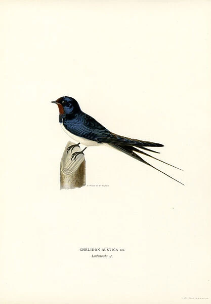 House Swallow (colour litho)