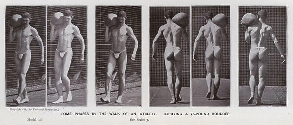 The Human Figure in Motion: Some phases in the walk of an athlete, carrying a 75-pound boulder (b  /  w photo)