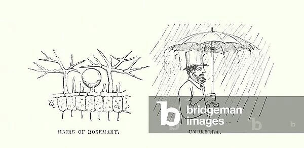 Human invention anticipated: Umbrellas (engraving)