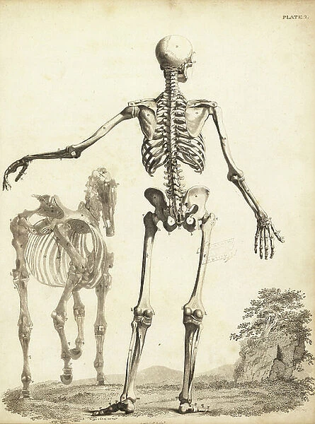 Human skeleton from the rear, with horse skeleton by George Stubbs. Copperplate engraving by Edward Mitchell after an anatomical illustration by Bernhard Siefried Albinus from John Barclay's A Series of Engravings of the Human Skeleton